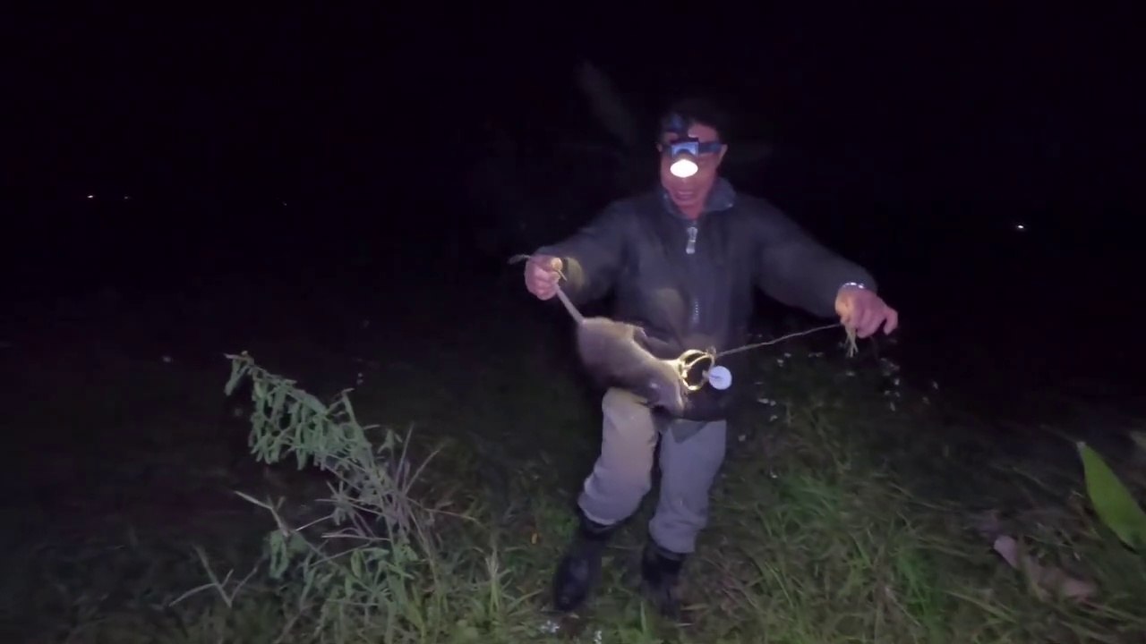 Chasse à la souris - Mouse hunter #9