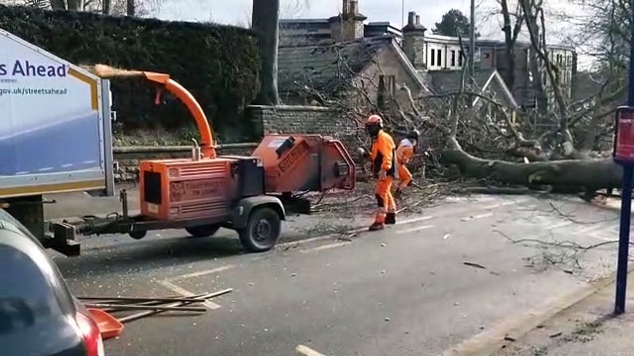 Tree uprooted on Endcliffe Vale Road, Sheffield. video Dailymotion