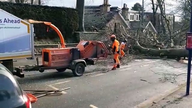 Tree uprooted on Endcliffe Vale Road, Sheffield.