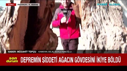 Depremin şiddeti ağacın gövdesini ikiye böldü