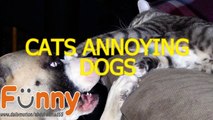 Funny cats annoying dogs - Cute animal