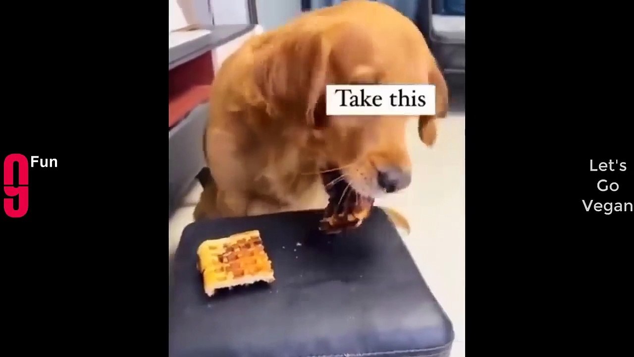 TRY NOT TO LAUGH  Best Funny Videos Compilation