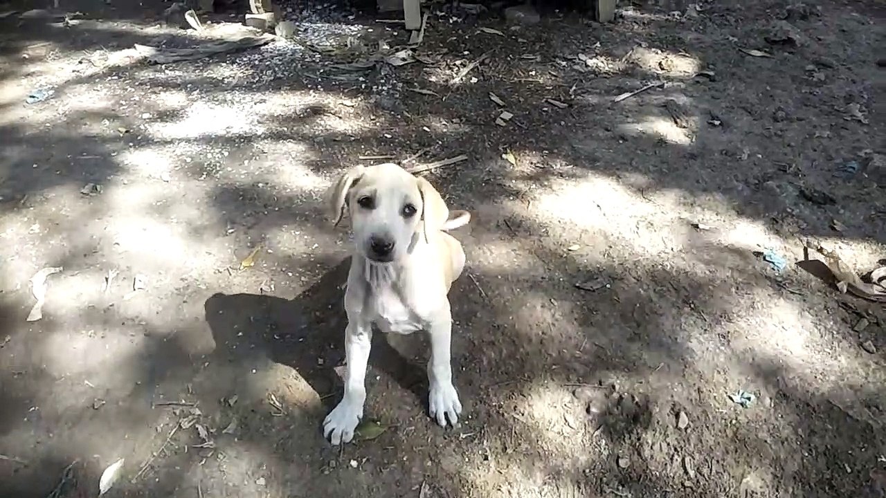 dog  clip