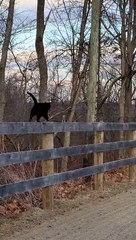 Chunky Black Cat Chases Down Chipmunk