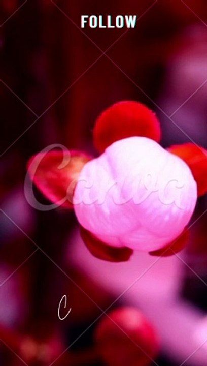 Flower Nice Day 