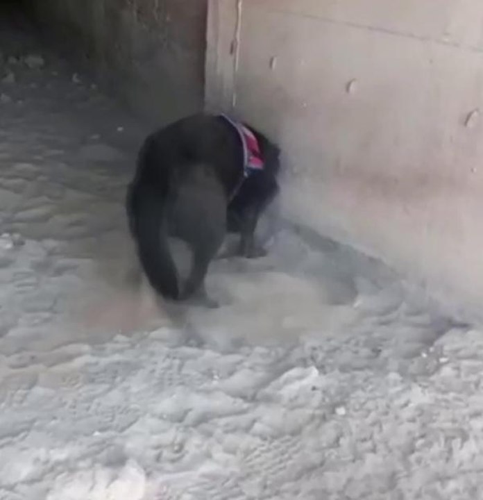TUTUKLANAN TORBACILAR, UYUŞTURUCUYU MENFEZ ALTLARI VE METRUK BİNALARA SAKLAMIŞ
