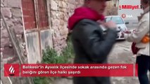 Yolunu şaşıran fok Ayvalık sokaklarında gezdi