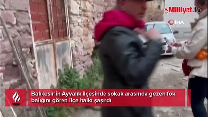 Yolunu şaşıran fok Ayvalık sokaklarında gezdi