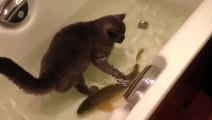 Cat friends with a fish - Cat and fish playing in a bathtub