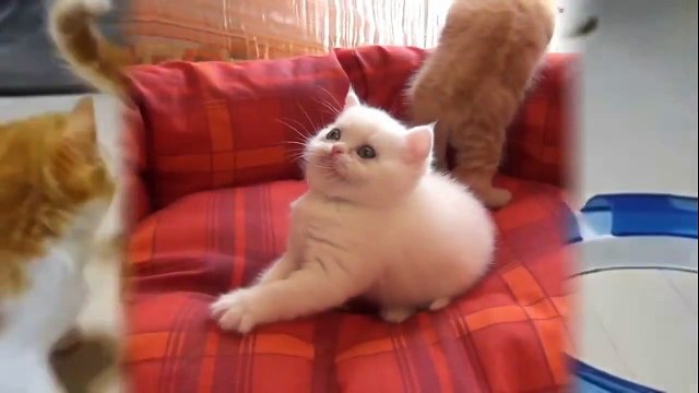 Very Cute Kitten Cute Kittens Doing Funny Things Funny kittens