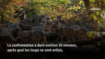 Pour la première fois en 30 ans, un loup attaque un homme