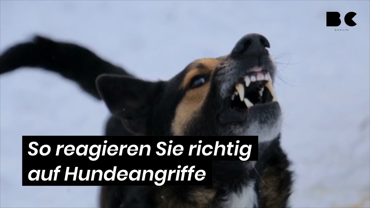 So reagieren sie richtig auf hundeangriffe