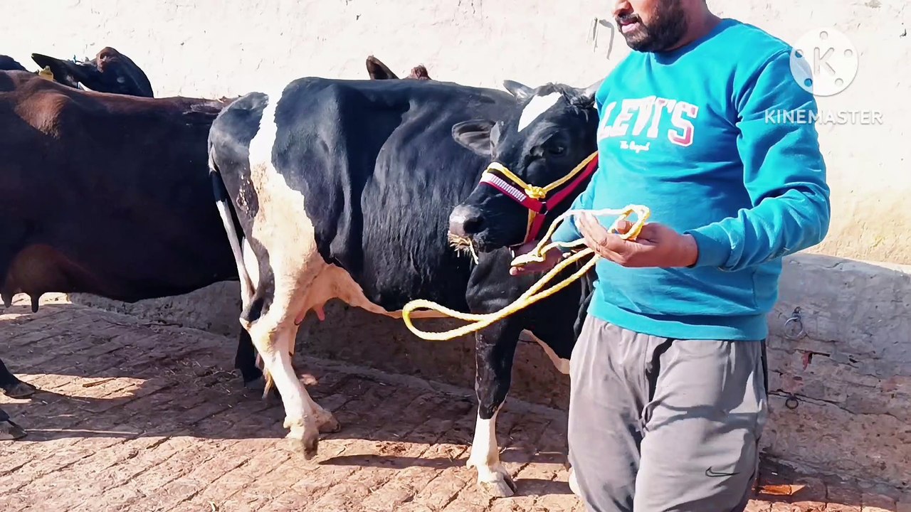 कम दाम में बढ़िया गाय, वो भी प्योर क्वालिटी वाली / Kam daam mein badhia gai, voh bhi pure quality wali  @hinddairyfarm