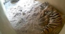 Des tigres de Sumatra jumeaux nés dans un zoo, une superbe nouvelle pour l'espèce