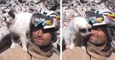 Ce chat, sauvé par un homme lors du séisme en Turquie, reste perché sur son épaule depuis son sauvetage