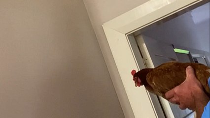 Get chicken to get rid of spiders in your home