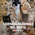Giornata nazionale del gatto: i video più divertenti