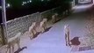 8 lions seen roaming on the road, CCTV  #viral #viralvideo #viralshorts #shorts #shortvideo