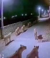 8 lions seen roaming on the road, CCTV  #viral #viralvideo #viralshorts #shorts #shortvideo