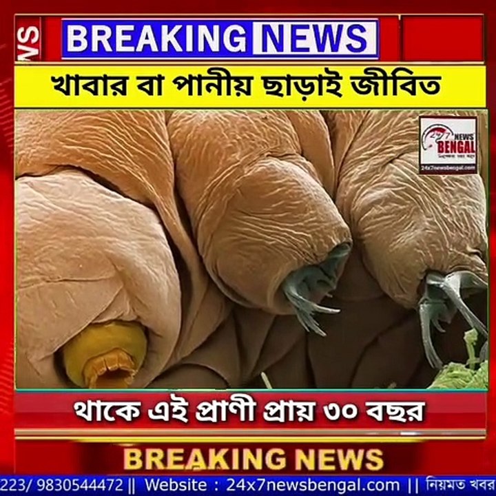 খাবার বা পানীয় ছাড়াই জীবিত থাকে এই প্রাণী প্রায় ৩০ বছর _ Tardigread Animal
