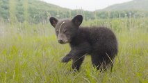 Starving And Malnourished  Orphan Bear Cub Rescued From Great Smoky Mountains