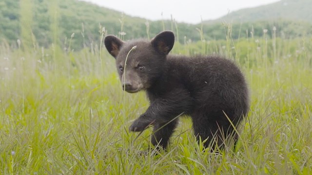 Starving And Malnourished Orphan Bear Cub Rescued From Great Smoky Mountains