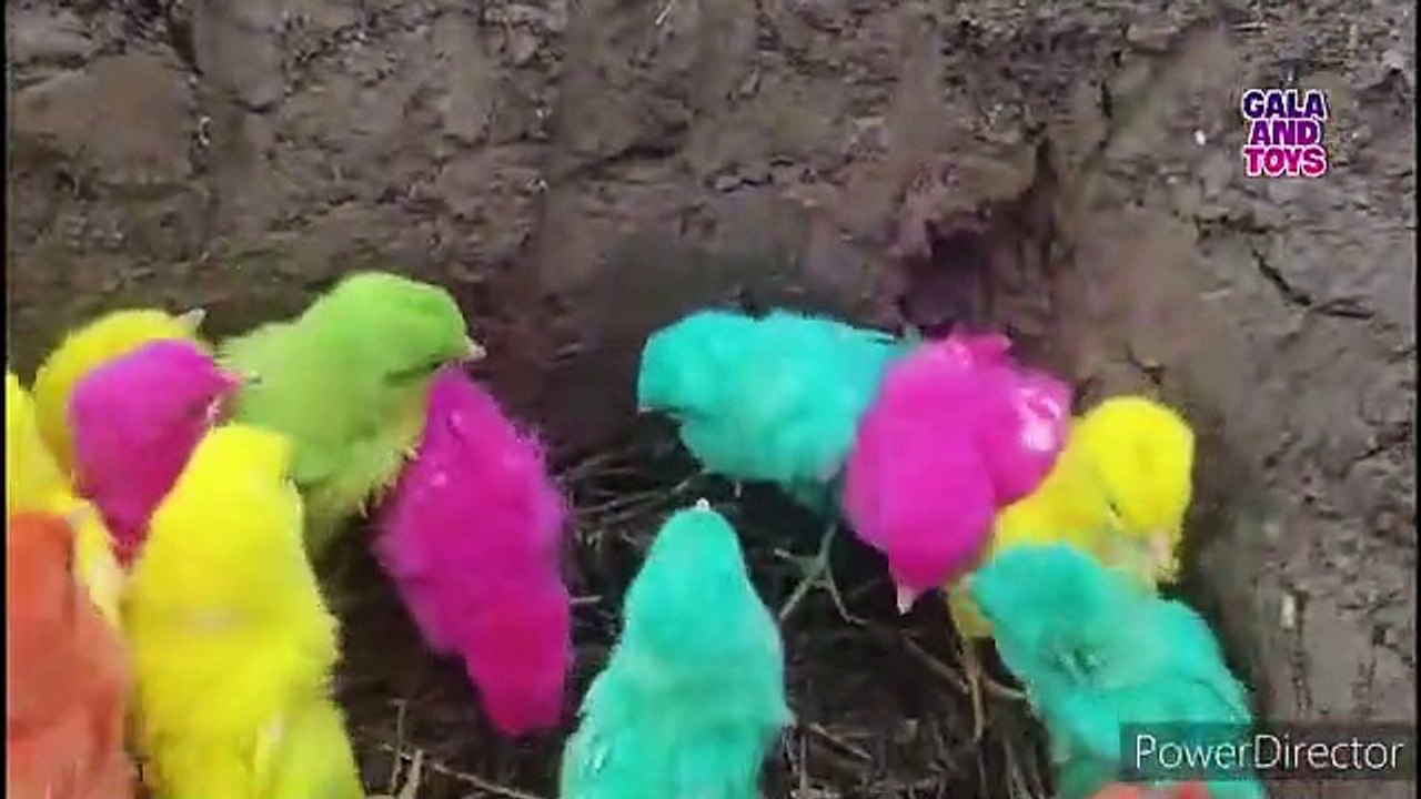 Menangkap ayam lucu, ayam warna warni, ikan hias, ikan lele, ikan mas, ikan besar, burung.part513