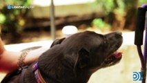 Los perros potencialmente peligrosos desaparecen con la ley animalista de Belarra