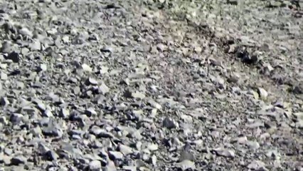 पिंगुआ ने किया मां महामाया मंदिर में भी माता का दर्शन