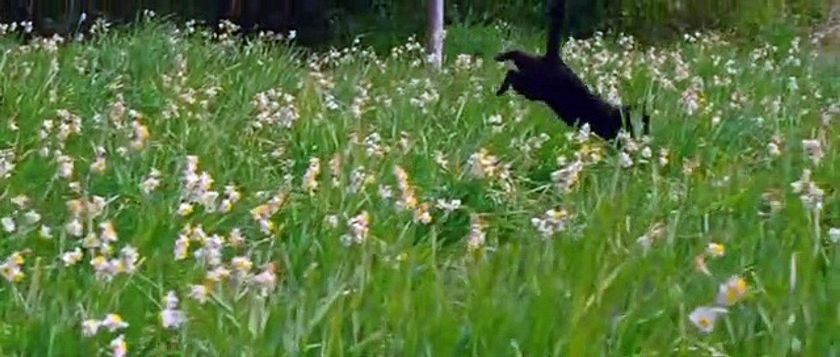 Neko to Jiichan - ねことじいちゃん - The Island of Cats
