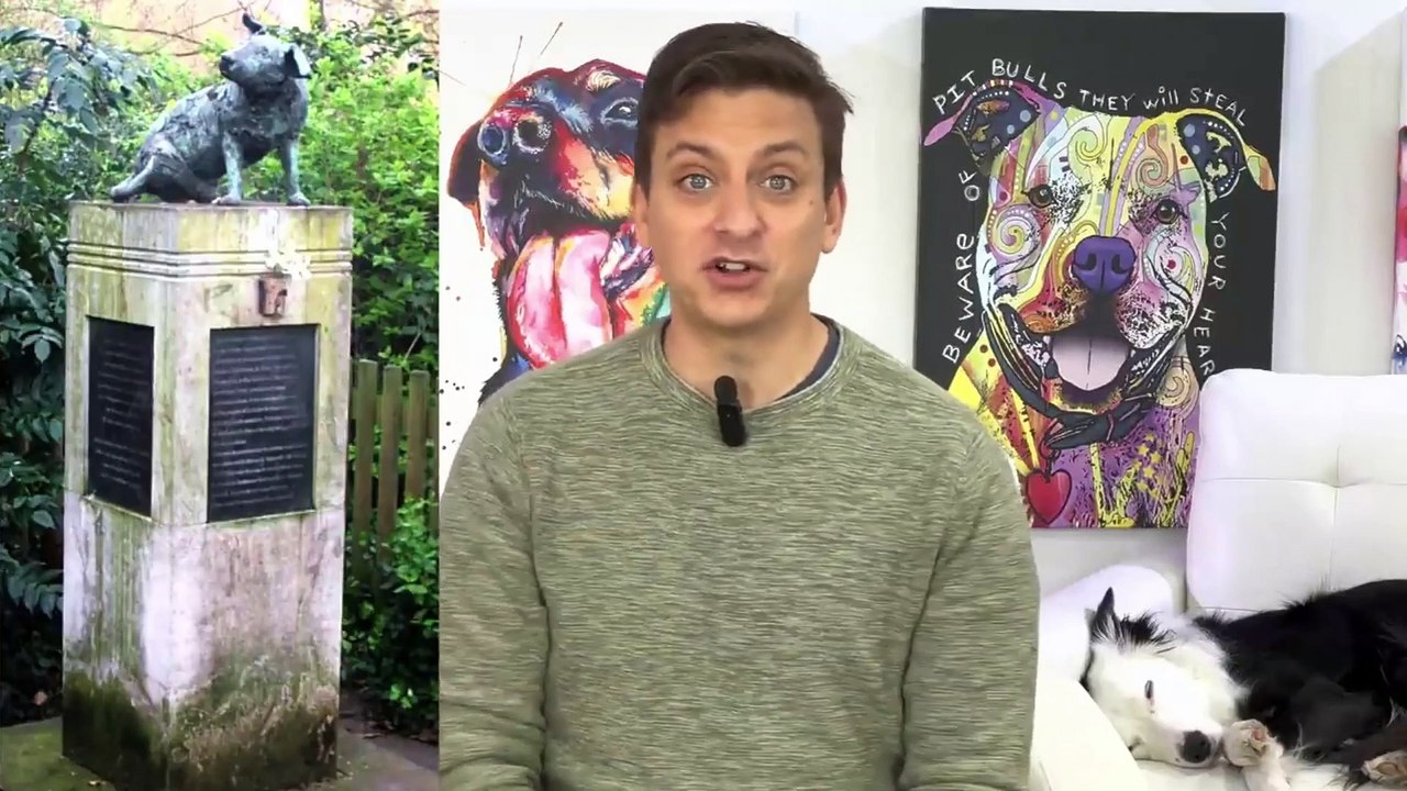 dog pull on leash  | best dog training