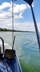 Moradora de Maringá flagra cervo atravessando o Rio Paraná