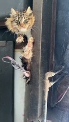 Rescuing an Injured Cat