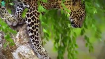 15 Bad Moments Happen With The Wild Leopard When Fight For Food With Hyenas   Animals Fight