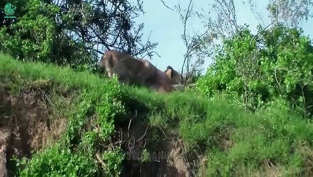 15 Moments Animals Brutally Attacked Predators with Sharp Horns Animals Fight