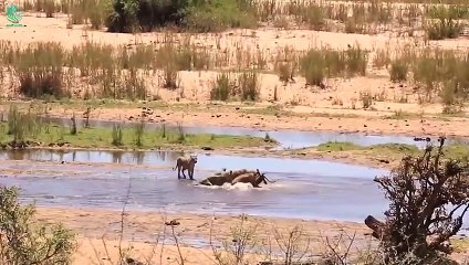 15 Painful Moments Mad Crocodile Fierce Attack & Kill Lion   Crocodile Drowning a Lion