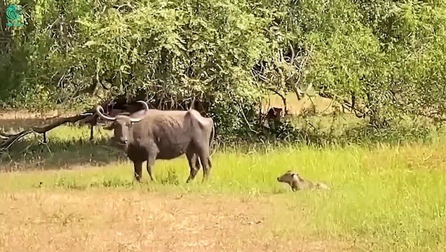 15 Scary Moment Angry Buffalos Kill Lions & Leopards To Avenge Baby Buffaloes Animals Fight