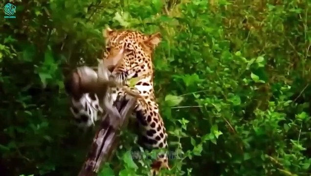 15 Scary Moment Baboon Injured By Crocodile, Wild Dog and Leopard Animals Fight @3WinAnimal