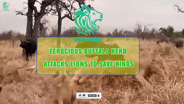 15 Times Fierce Buffalo Herd Attacks & Kills Lions To Save Their Kind Animals Fight