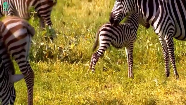 15 Times The Lion King Failed Against Wild Horses Animals Fight @3WinAnimal