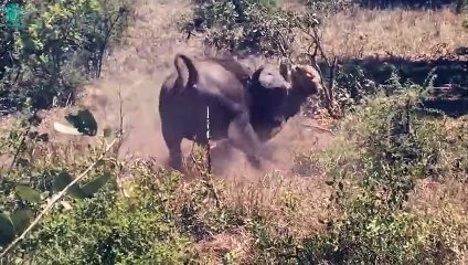 15 Worst Moments Happened To Poor Lions   Wild Animals Fight @3WinAnimal