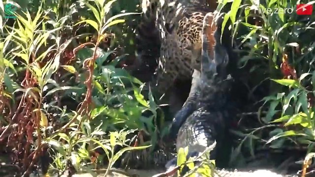 20 Fierce Battles When Leopards Attack Crocodiles, Lions, Zebras And Buffalo Animals Fight