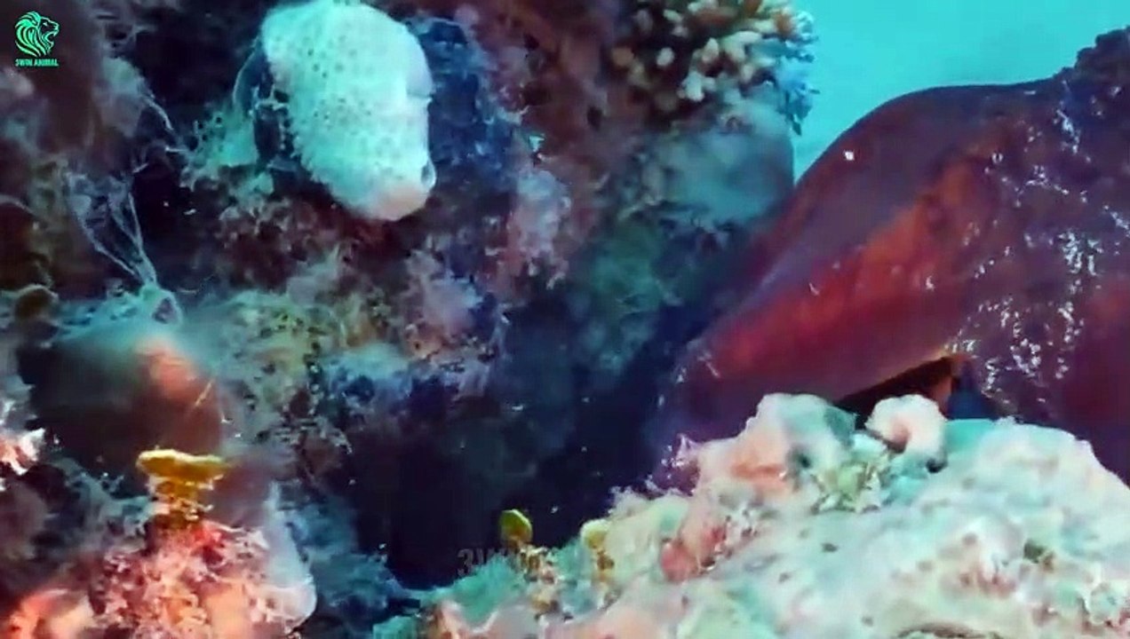 30 Amazing Moments Wild Animals Capturing Birds Midair   Predators vs Birds @3WinAnimal