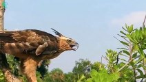 30 Brutal Moments Giant Eagle Hunting Wild Animals Captured On Camera   Animals Fight