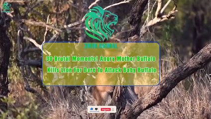 30 Brutal Moments! Angry Mother Buffalo Kills Lion For Dare To Attack Baby Buffalo
