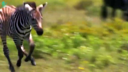 30 Rare Moments! Super Zebra Fights and Defeats the Hungry Lion   Animals Fight