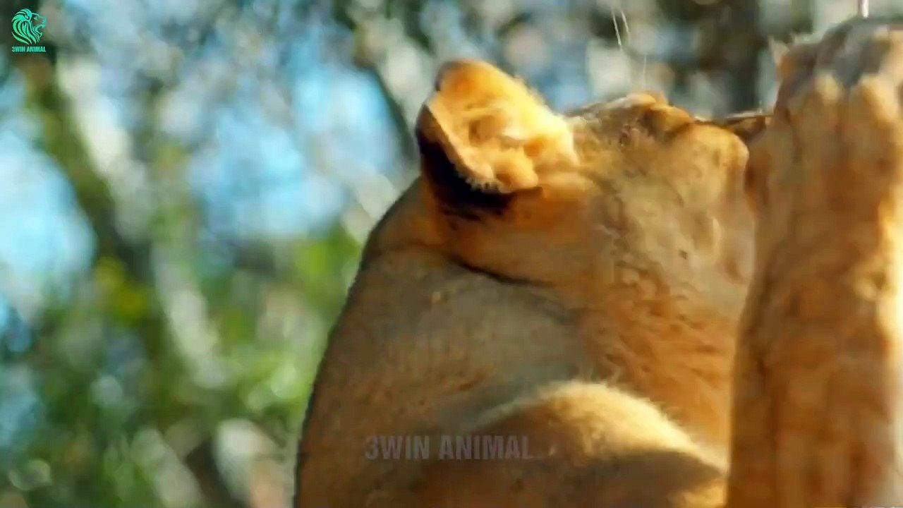 Brave Buffalo Risks His Life Buttons Lions Into the Sky To Rescue Zebras   Wild Animals Fight
