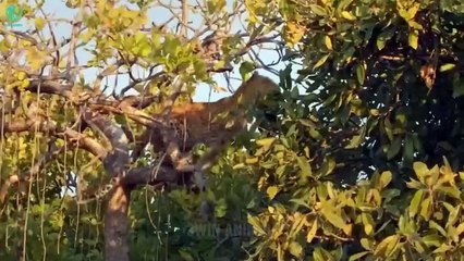 Brutal Moments Angry Buffalos Attack Crazy Leopards To Rescue Himself   Wild Animals