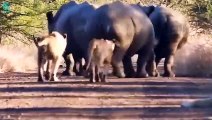 Brutal Moments Rhino Are Mating But Suddenly Attacked by a Mad Lion   Animals Fight
