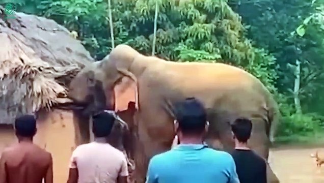 Chaos in Africa! Elephant, Angry Lion Attacks Cars And Tourists Too Brutal Animals Fight